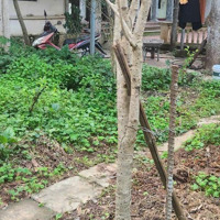 Đất Thổ Cư, Khu Tái Định Cư Khu Cn Thụy Vân
