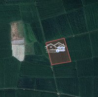 Đất Ruộng Ninh Đa, 500 Triệu, 1767.6M2 Quy Hoạch Đường Qua Đất