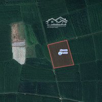 Đất Ruộng Ninh Đa, 500 Triệu, 1767.6M2 Quy Hoạch Đường Qua Đất