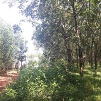 Bán đất xã Tân Hiệp huyện Long Thành tỉnh Đồng Nai giá 414 tỷ