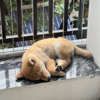 Cho Thuê Nhà Mặt Đường Đống Đa