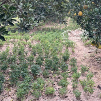 Bán Mảnh Đất Nông Nghiệp,Diện Tích509M2,Mặt Tiền11M, Đường Trc Đất 5M, Vị Trí Rất Đẹp, Gần Khu Dân Cư. 950 Triệu