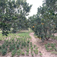 Bán Mảnh Đất Nông Nghiệp,Diện Tích509M2,Mặt Tiền11M, Đường Trc Đất 5M, Vị Trí Rất Đẹp, Gần Khu Dân Cư. 950 Triệu