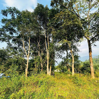 Cần Bán 1,2Ha, 240M2 Thổ Cư Bám Đường, Sẵn Ao Cây Ăn Trái, Đà Bắc Hoà Bình, 5Xx Triệu, 0969065802