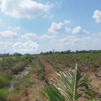 Đất Lúa Xã Tân Đông Huyện Thạnh Hóa Long An. Diện Tích 4744M2, Đường Ô Tô Cách Ql62 3Km