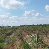 Đất Lúa Xã Tân Đông Huyện Thạnh Hóa Long An. Diện Tích 4744M2, Đường Ô Tô Cách Ql62 3Km