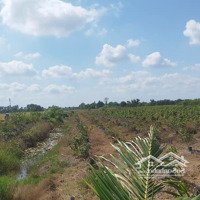 Đất Lúa Xã Tân Đông Huyện Thạnh Hóa Long An. Diện Tích 4744M2, Đường Ô Tô Cách Ql62 3Km