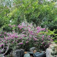 BDS HVL - CHO THUÊ VILLA CÓ HỒ BƠI OSEN FULL NT, VALORA FUJI DXH, PLB Q9