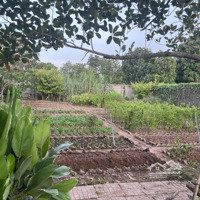 Chào Bán Căn Nhà Vườn Khu Vực Mỹ Tân - Về Phía Phà Tân Đệ Cũ - Tp Nam Định