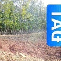 Với Mặt Tiền 25M, Dài 65M, Thuận Tiện Làm Nhà Vườn, Đến Trung Tâm Ngãi Giao Châu Đức 10 Phút