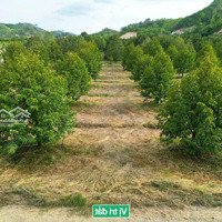 Đạ Tẻh- Lâm Đồng Diện Tích 400M2 Sẵn 100M2 Thổ Cư Full Sầu Riêng Năm Thứ 4 Đủ Điện Nước Tưới Tiêu
