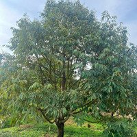 Đạ Tẻh- Lâm Đồng Diện Tích 400M2 Sẵn 100M2 Thổ Cư Full Sầu Riêng Năm Thứ 4 Đủ Điện Nước Tưới Tiêu