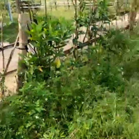 Bán Lô Đất Xã Ea Trol, Huyện Sông Hinh, Đường 6 Mét, Diện Tích; 267M2, Giá Bán 160 Triệu