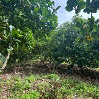 Chủ Gửi Bán Vườn Trái Cây 3467M2 Đang Cho Thu Hoạch. Mặt Tiền Đường Đá Mi. Giá Rẻ Đầu Tư