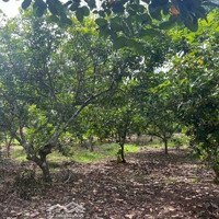 Chủ Gửi Bán Vườn Trái Cây 3467M2 Đang Cho Thu Hoạch. Mặt Tiền Đường Đá Mi. Giá Rẻ Đầu Tư
