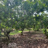 Chủ Gửi Bán Vườn Trái Cây 3467M2 Đang Cho Thu Hoạch. Mặt Tiền Đường Đá Mi. Giá Rẻ Đầu Tư