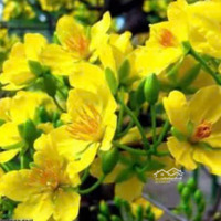Bán Đất Mặt Tiền Hẻm 10 M Thống Nhất , P.16, Giá Bán 6.6 Tỷcó Thương Lượng- 4.9 X 17