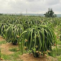 Bán Đất 712, Tân Thuận, Hàm Thuận Nam, Bình Thuận, 15 Triệu / M2, 569.7 M2, Đẹp, Nhiều Tiện Ích