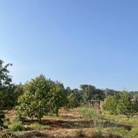 Cần Bán Gấp Vườn Trái Cây . 4000M2 Tại Xã Suối Cao - Huyện Xuân Lộc Có Nhà Nhỏ . Điện Nước Đầy Đủ