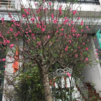 Mặt Phố An Dương Vương - View Sông Hồng - Vỉa Hè - Kinh Doanh- 2 Thoáng - 6Tầng, Diện Tích: 50M2