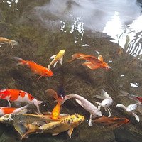 Bán Đất Hằng Phương Nữ Sỹ, 3,15 Tỷ, 91,4M2, Giá Tốt Hàng Hiếm Tại Ngũ Hành Sơn, Đà Nẵng