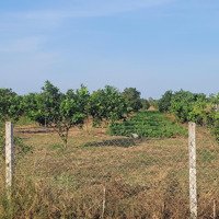 Bán Đất Vườn Đẹp, Nhiều Tiện Ích Tại Bình Giã, Châu Đức, Bà Rịa Vũng Tàu, 2,9 Tỷ, 4363 M2