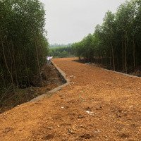 Đất Trồng Cây, Diện Tích Lớn, Đường Nhựa Trước Và Sau Đất