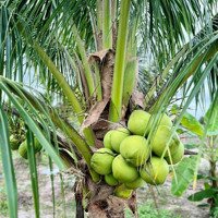 Bán Mảnh Vườn Tâm Huyết Tại Diên Khánh , Đầy Đủ Cây Ăn Trái. Diện Tích : 1000M2 Giá Chỉ 1Tỷ650