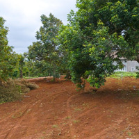 Chỉ 299 - 399 Triệu(100%) - 143M2 Đất Thổ Cư - Ngay Cao Tốc Bmt - Khánh Hòa