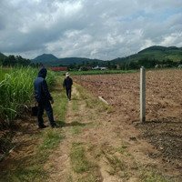 3166M2 Cách Ql25 Chỉ 180M Sơn Hoà, Phú Yên Giá Chốt Cứng Bán Nhanh 250 Triệu, Ngang 43M