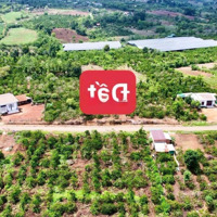 Thị Xã Buôn Hồ 10X61M, Full Hồng. Giá Chỉ 239 Triệu