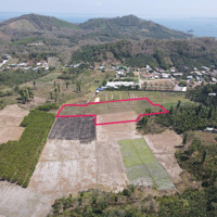 Khu Đất 10.000M2, Bán Lẻ 650 Triệuiệu/1000M2, Trung Tâm Định Quán, Đồng Nai. Xung Quanh Dân Cư Đông Đúc