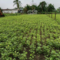 550M2 Ngang 10M X 50M, Đường 5M, Thông, Sạch Đẹp