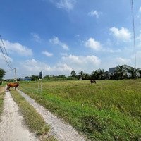 Ngân Hàng Thanh Lý 2 Lô Đất Full Thổ Ở Ấp Rừng Dầu, Tân Mỹ, Đức Hòa, Giá Từ 82 Triệu/M Ngang