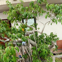 Bán Nhà Khu Đấu Giá Tằm Dâu, Việt Hưng. Diện Tích: 96M, Mặt Tiền: 6M. Giá: 30Tỷ Liên Hệ: 0979599925