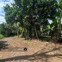 Bán Vườn Mít Đẹp Tại Phú Túc, Định Quán Đầu Tư Sinh Lời, Không Lo Rủi Ro