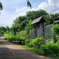 Bán Vườn Mít Đẹp Tại Phú Túc, Định Quán Đầu Tư Sinh Lời, Không Lo Rủi Ro