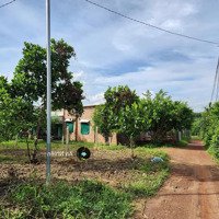 Bán Vườn Mít Đẹp Tại Phú Túc, Định Quán Đầu Tư Sinh Lời, Không Lo Rủi Ro