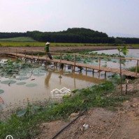 Bán Đất Thôn Xuân Nam, Diên Xuân, Diên Khánh,Diện Tích140.000 M2 (14 Hecta). Giá 70.000Đ/1M2