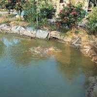 Bán Căn Nhà Vườn Đầy Đủ Ao Vườn Như 1 Trang Trại Nghỉ Dưỡng Mua Hưởng Thụ Ngay