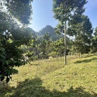 Hàng Hiếm Tại Gia Mô, Tân Lạc, Hòa Bình, Giá Cực Chất 999 Triệu, 2300M2 Tc+ Cln Sẵn Nhà Sàn