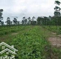 Bán Đất Đẹp Tại Thống Nhất, Bù Đăng, Bình Phước, Giá Thỏa Thuận, 31208 M2, Thực Tế 3H5