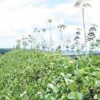 Bán Đất Đẹp Tại Thống Nhất, Bù Đăng, Bình Phước, Giá Thỏa Thuận, 31208 M2, Thực Tế 3H5