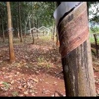Bán 7,5Ha Đất Mặt Tiền Nhựa Cách Trung Tâm Bù Đăng 3Km. Cao Su Cạo Đất Đỏ