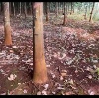 Bán 7,5Ha Đất Mặt Tiền Nhựa Cách Trung Tâm Bù Đăng 3Km. Cao Su Cạo Đất Đỏ