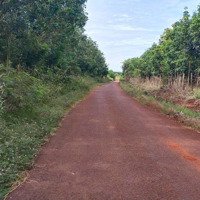 Bán 7,5Ha Đất Mặt Tiền Nhựa Cách Trung Tâm Bù Đăng 3Km. Cao Su Cạo Đất Đỏ