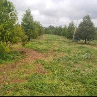 Bán Đất Vườn Sầu Riêng Tại Thống Nhất, Bù Đăng, Bình Phước, Giá Siêu Hời 7,2 Tỷ, 11021M2