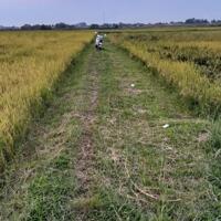 đất lúa ấp rừng dầu ngay vin930 ha tân mỹ