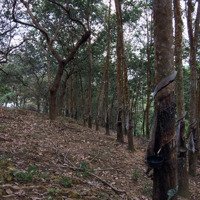 Chính Chủ Cần Bán Lô Đất Trồng Điều Và Cao Su Tại Phú Tín - Phú Trung - Phú Riềng - Bình Phước
