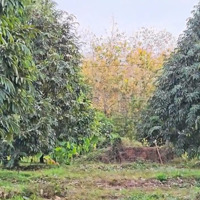 Chỉ Hơn 200 Triệu Có Ngay Lô Đất Lộc Hòa, Lộc Ninh, Bình Phước, Liên Hệ: 0898847779
